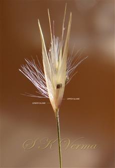  Spikelet with 2 glumes enclosing 3 florets
